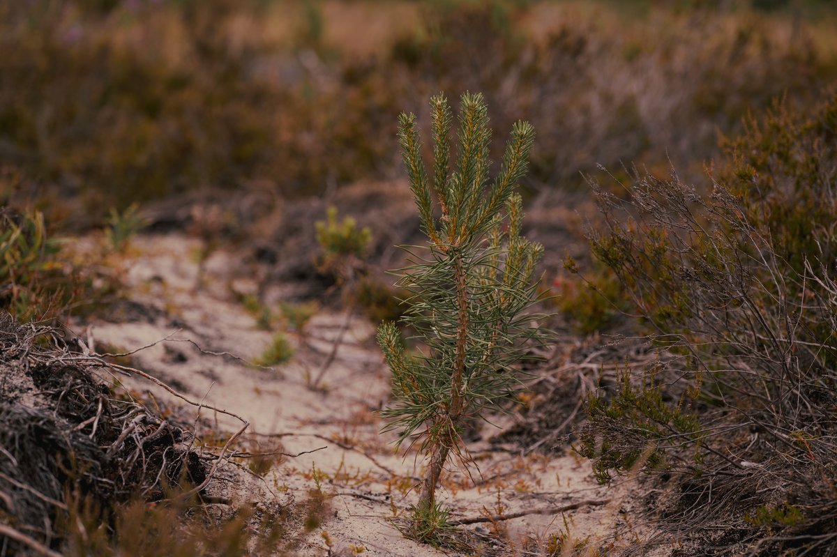 cedar water and pine trees in the New Jersey Pine Barrens