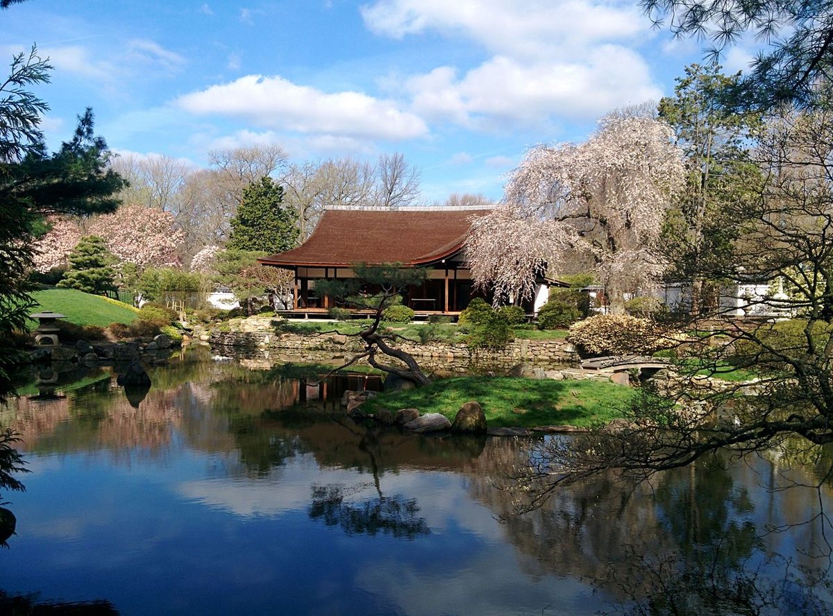 cherry blossoms at Shofuso Japanese House and Garden in Fairmount Park
